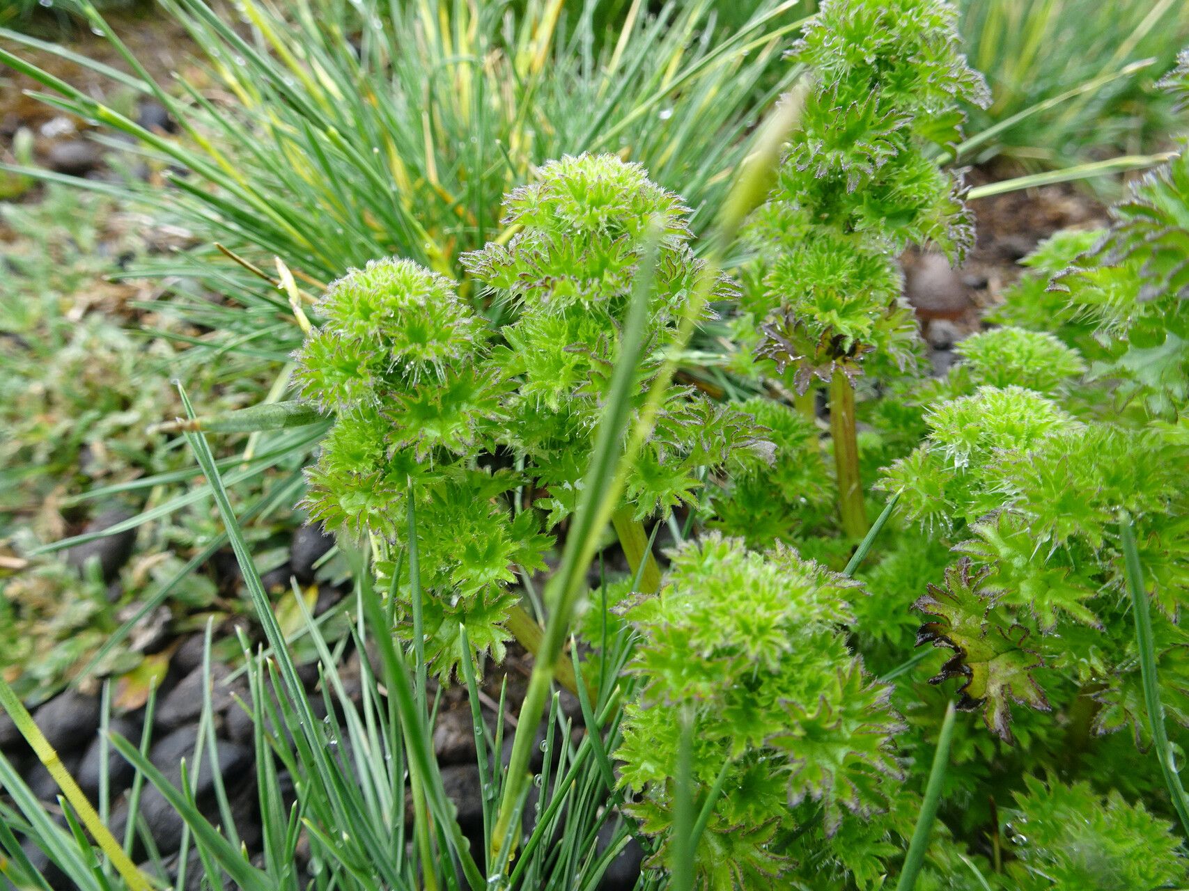 Urtica flabellata leaf
