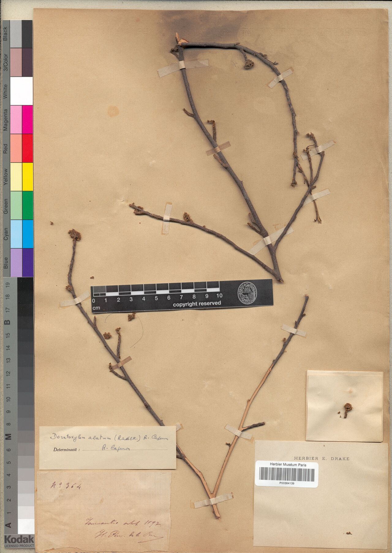 Doratoxylon alatum — related species from the same genus