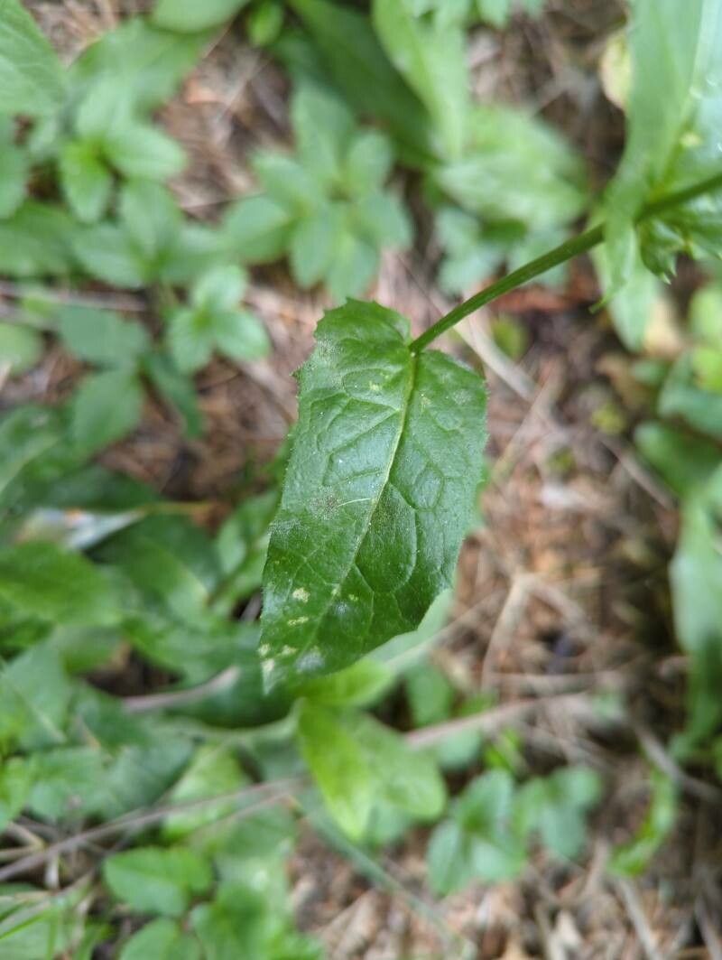Crepis lampsanoides leaf