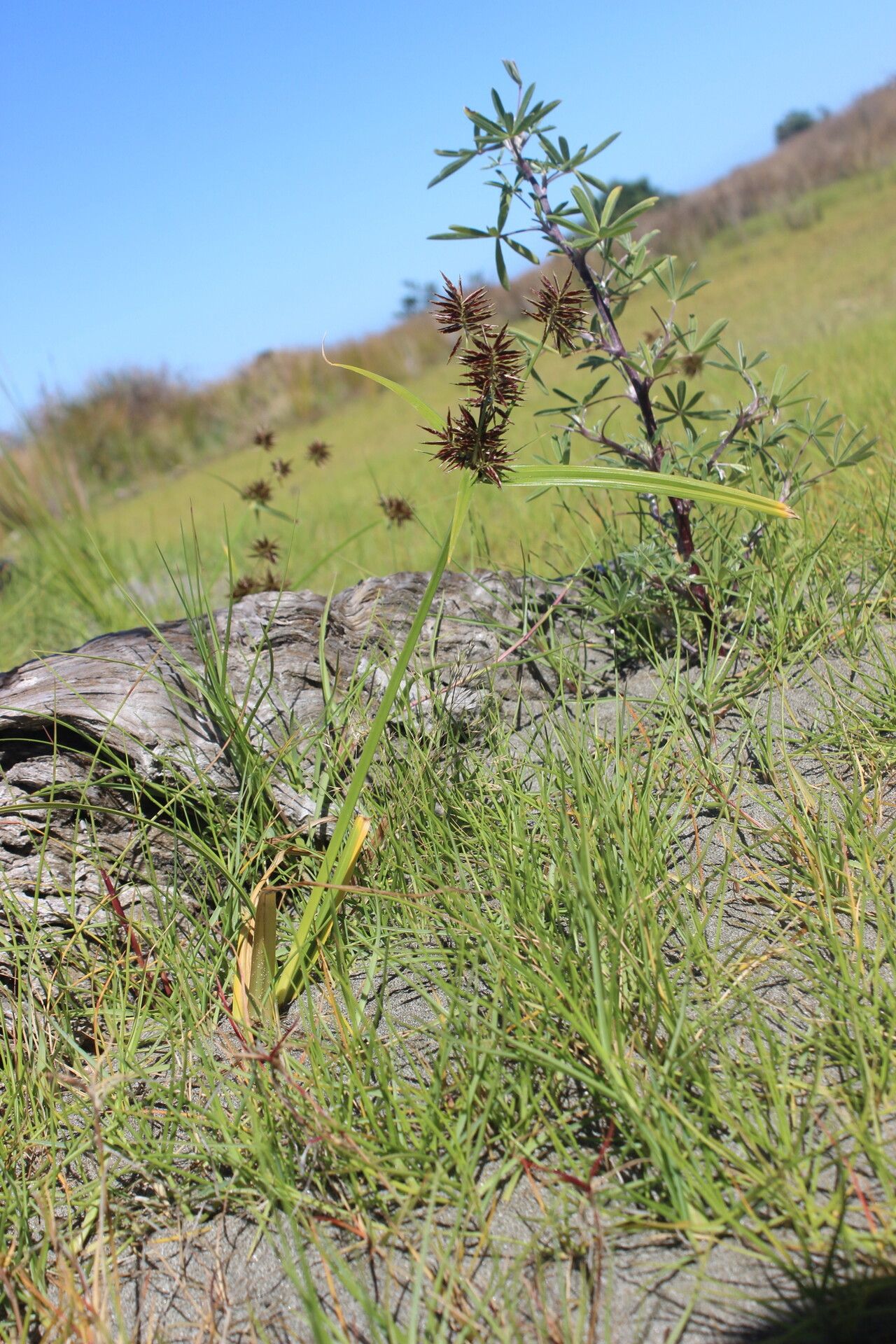 Cyperus congestus habit