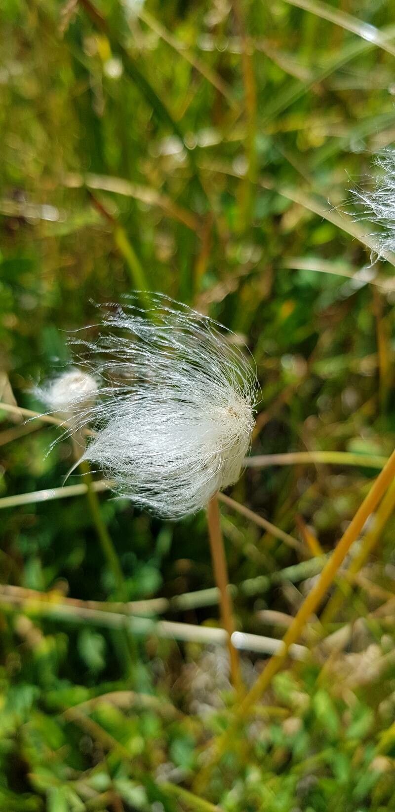 Eriophorum scheuchzeri fruit