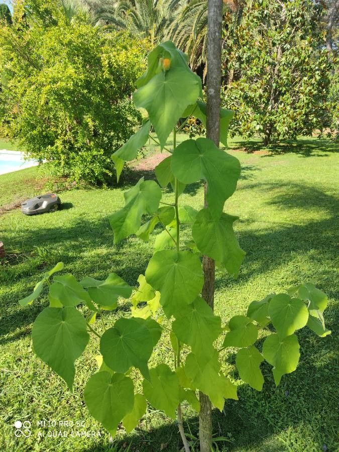 Callianthe peruviana leaf