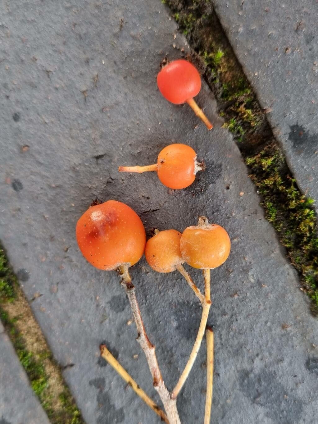 Karpatiosorbus latifolia fruit
