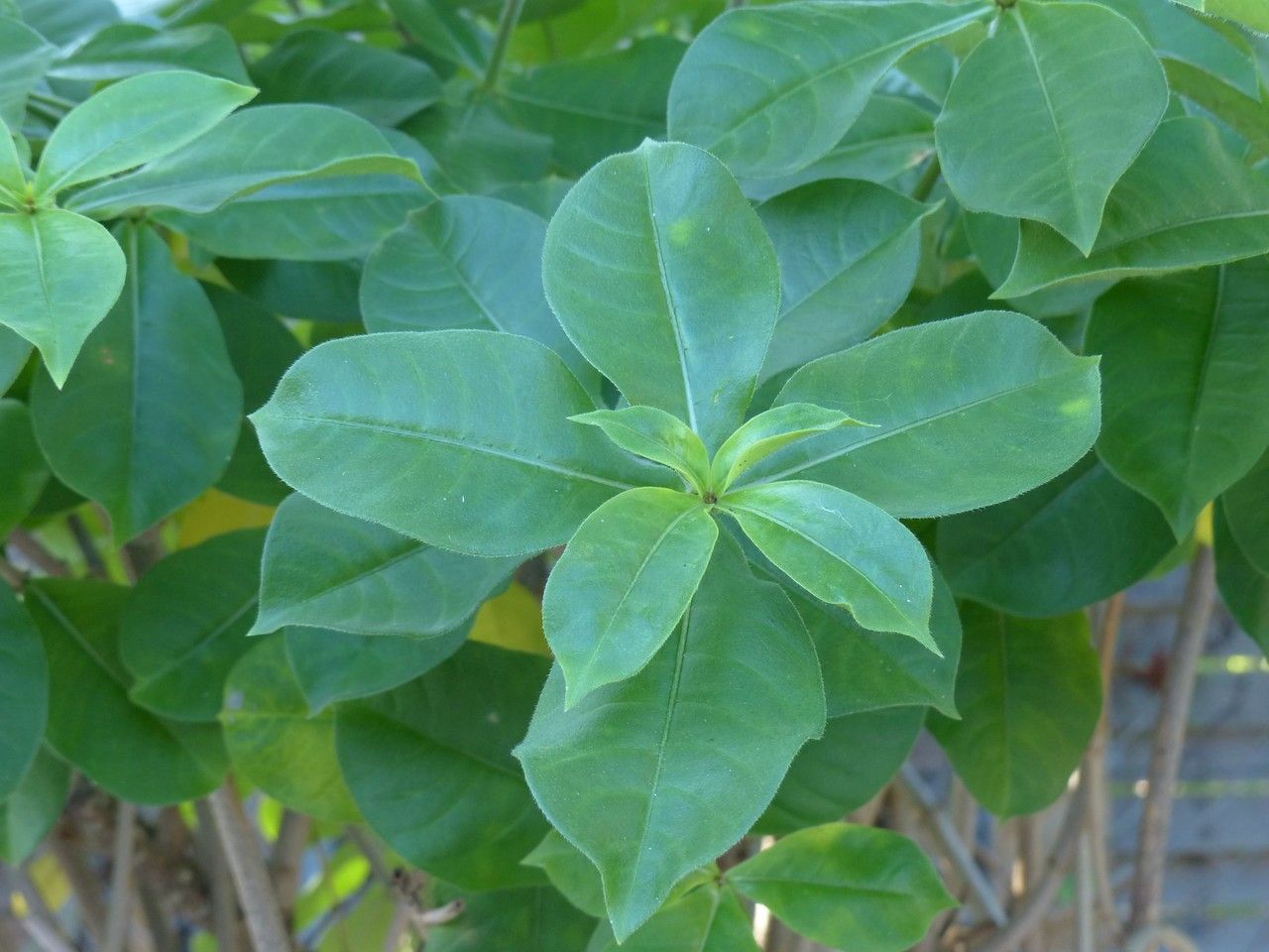 Allamanda blanchetii leaf