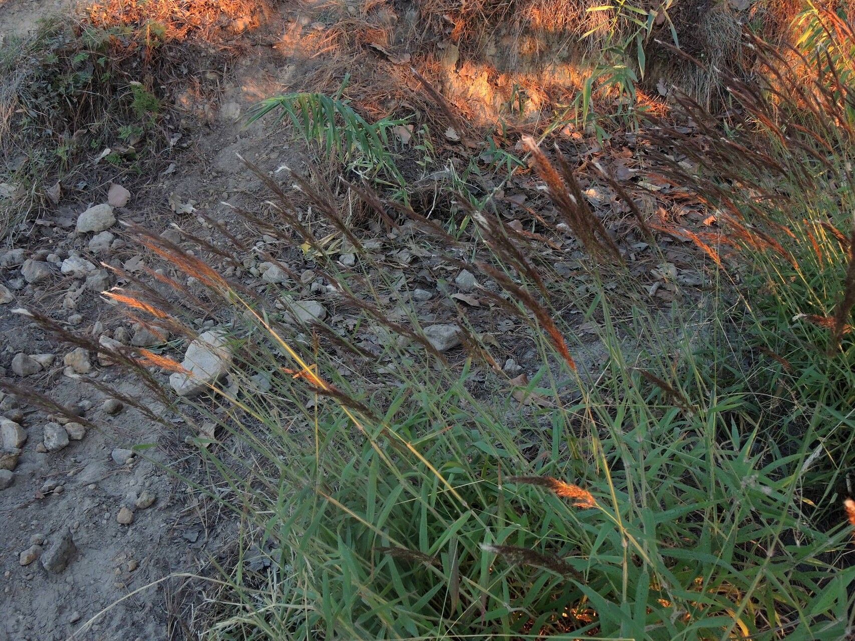 Sorghastrum incompletum habit