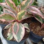 Peperomia clusiifolia