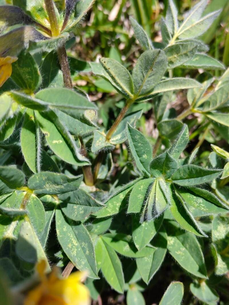 Thermopsis alpina leaf