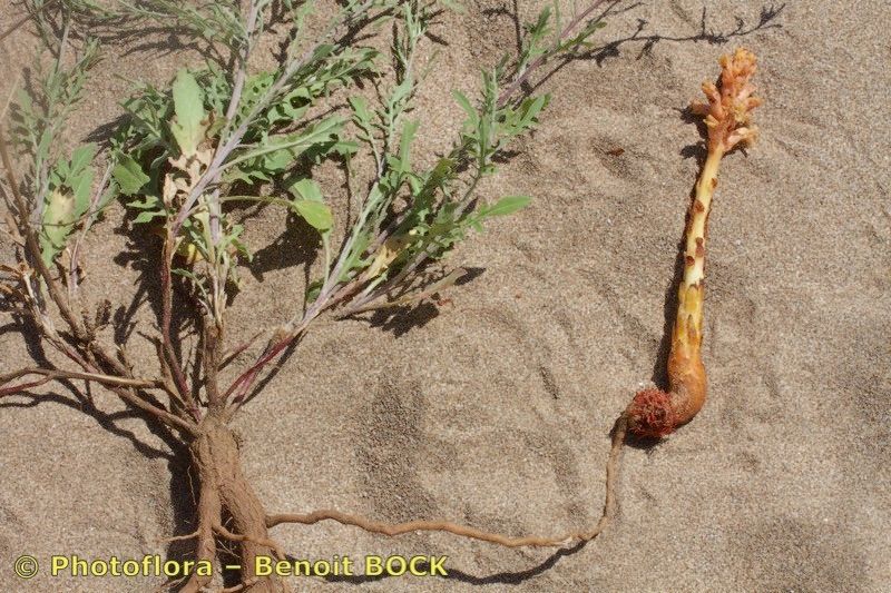 Orobanche centaurina other