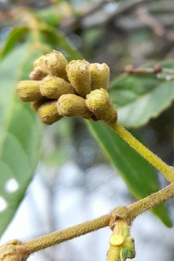 Inga uraguensis flower