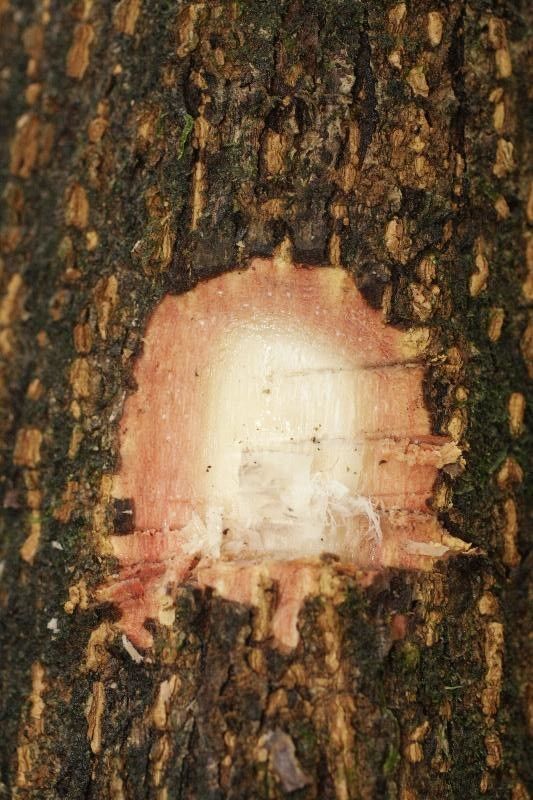 Tapirira bethanniana other