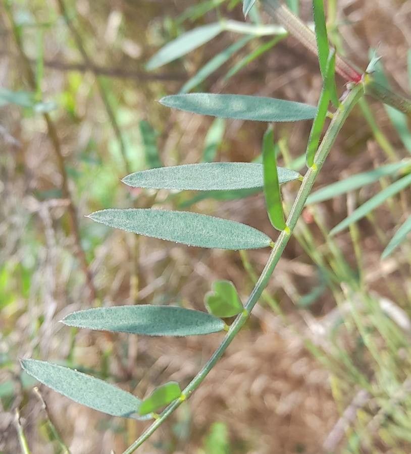 Vicia platensis — houseplant care guide