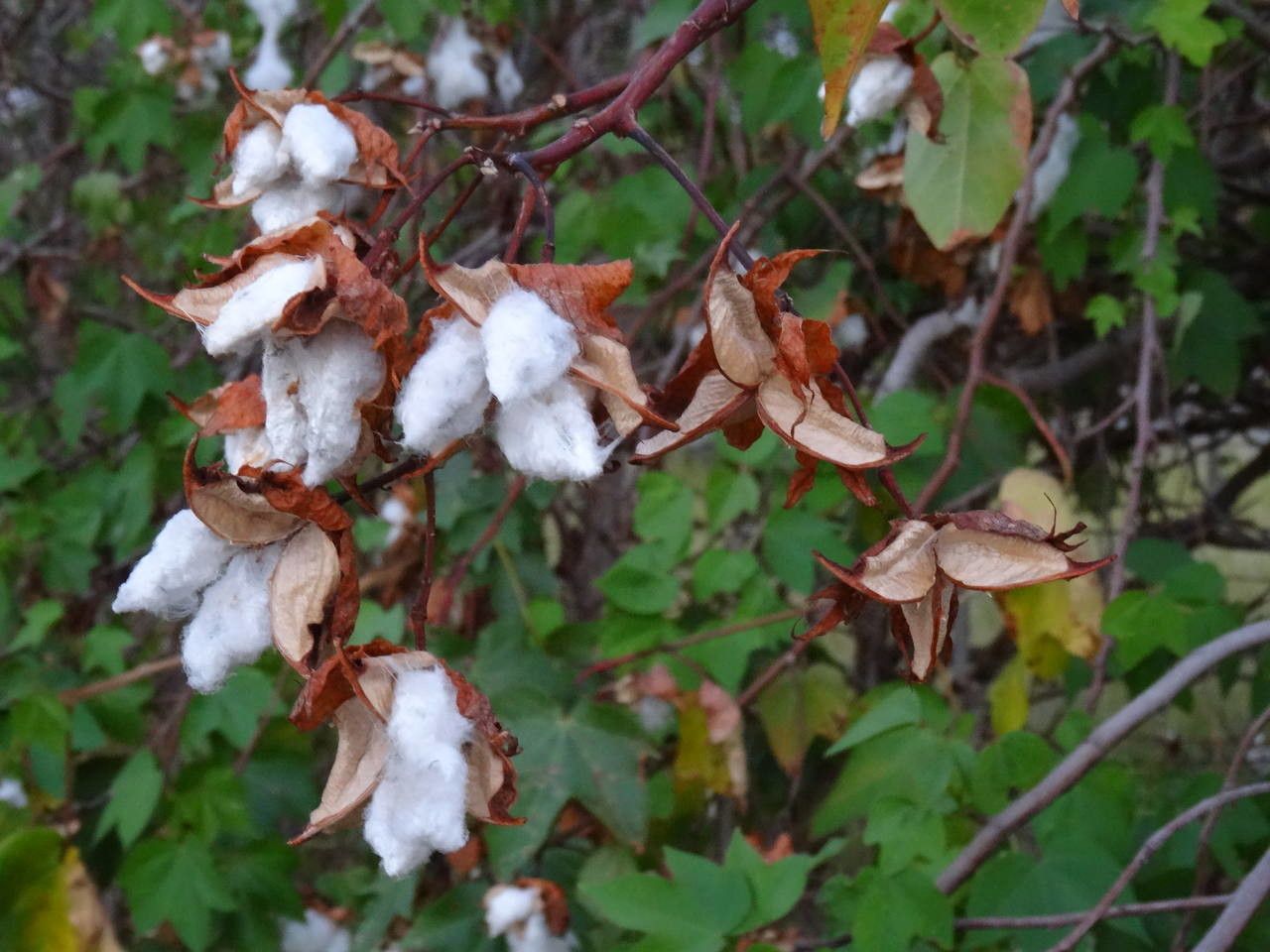 Gossypium spp. fruit