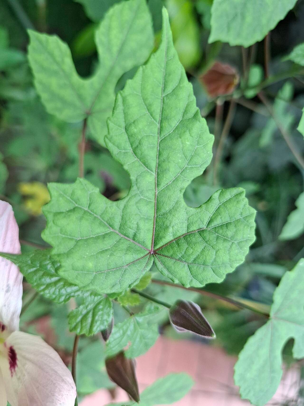 Hibiscus cameronii flower