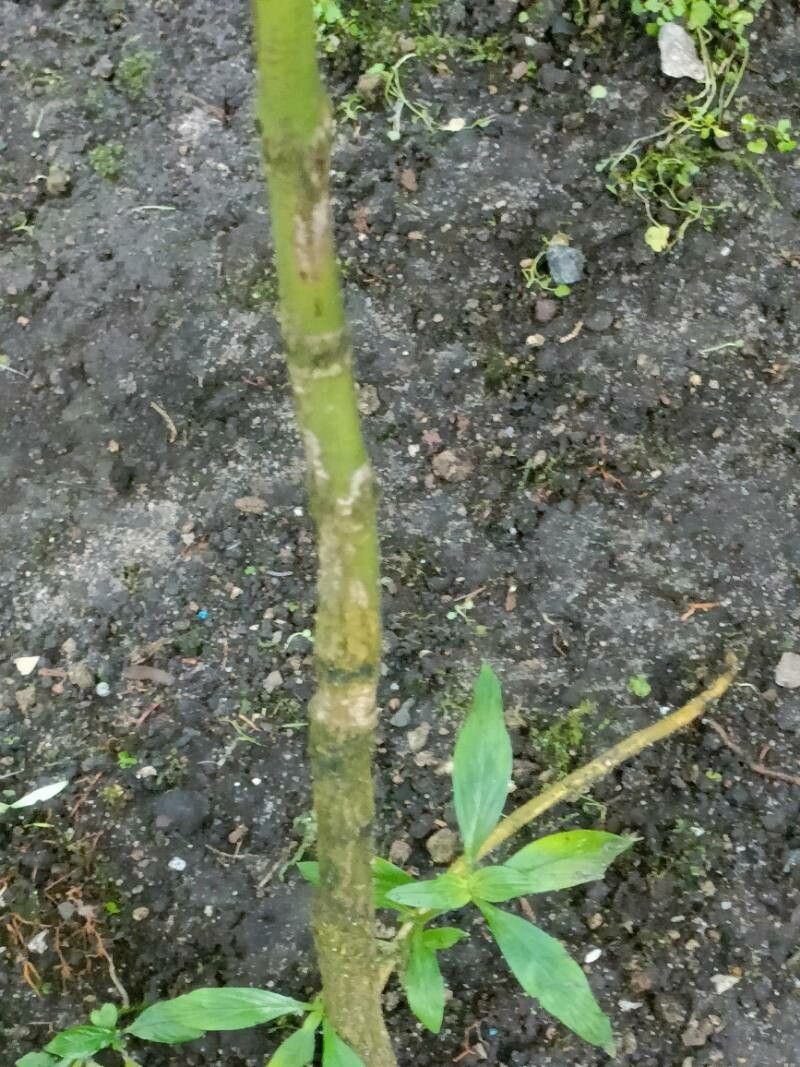 Mitriostigma barteri bark