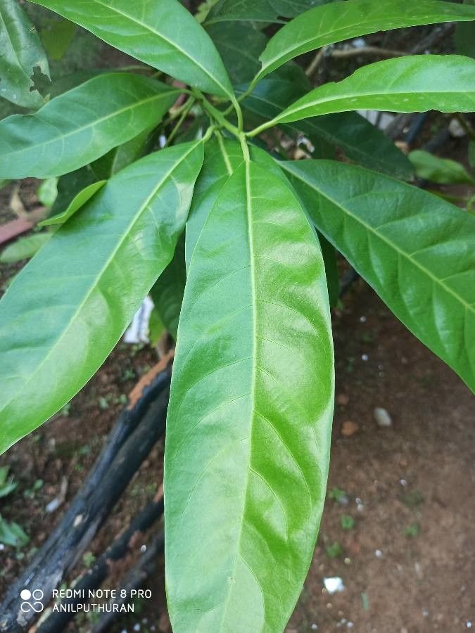 Persea macrantha — search result for 'Lauraceae'