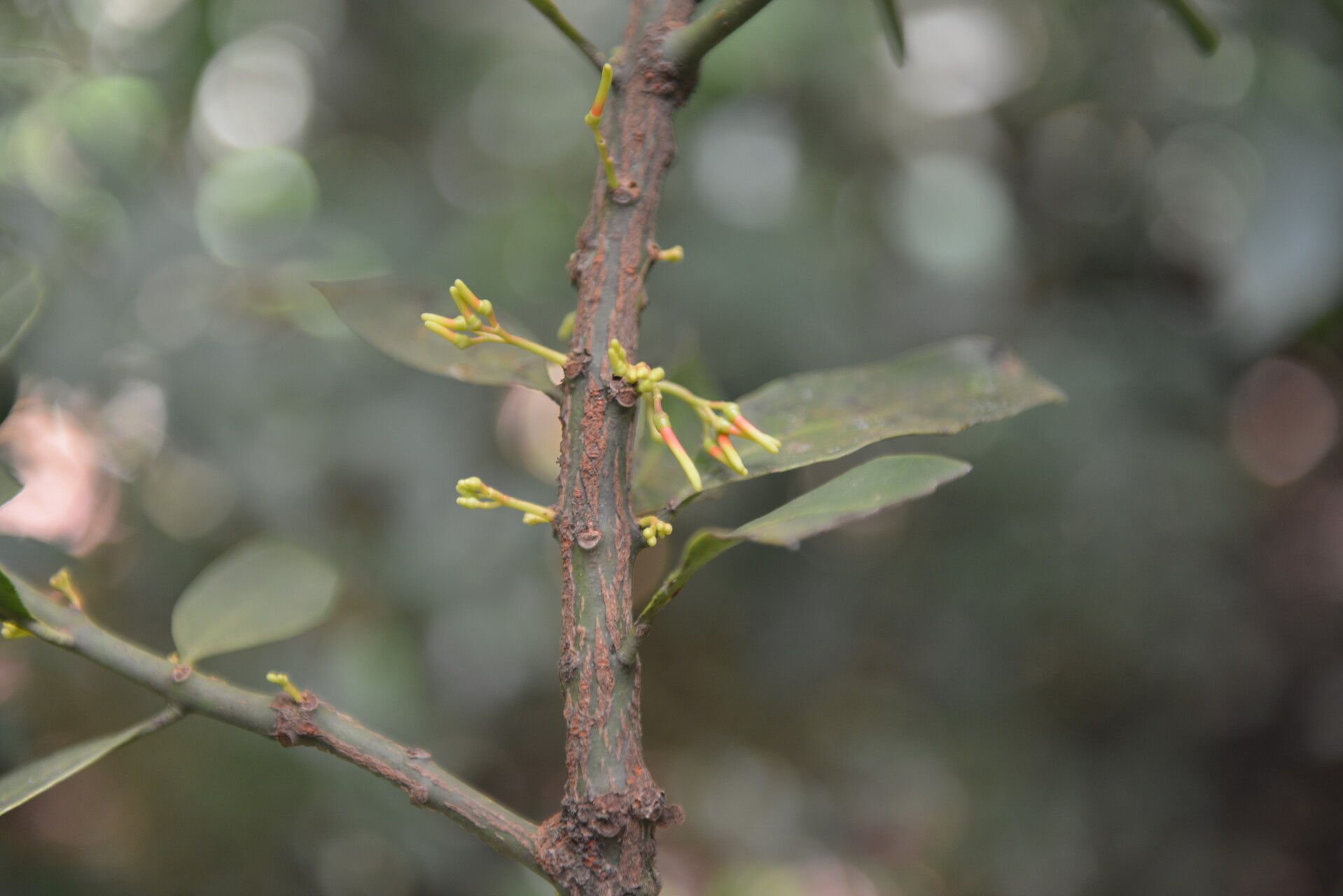 Psittacanthus ramiflorus flower
