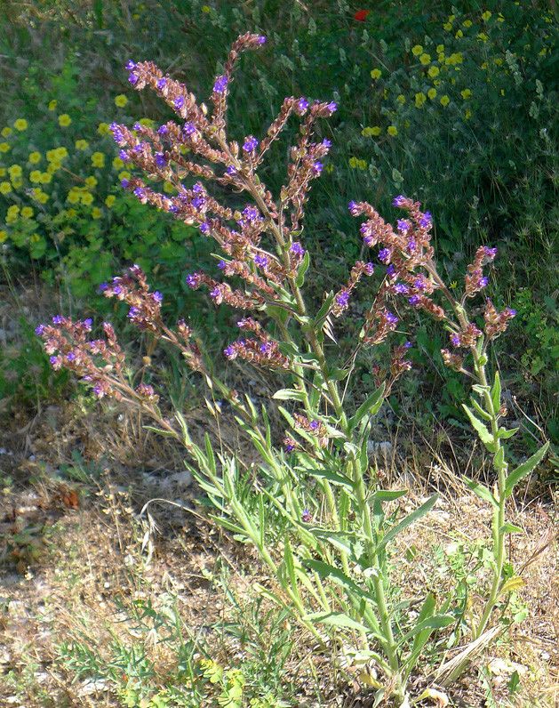 Anchusa procera habit