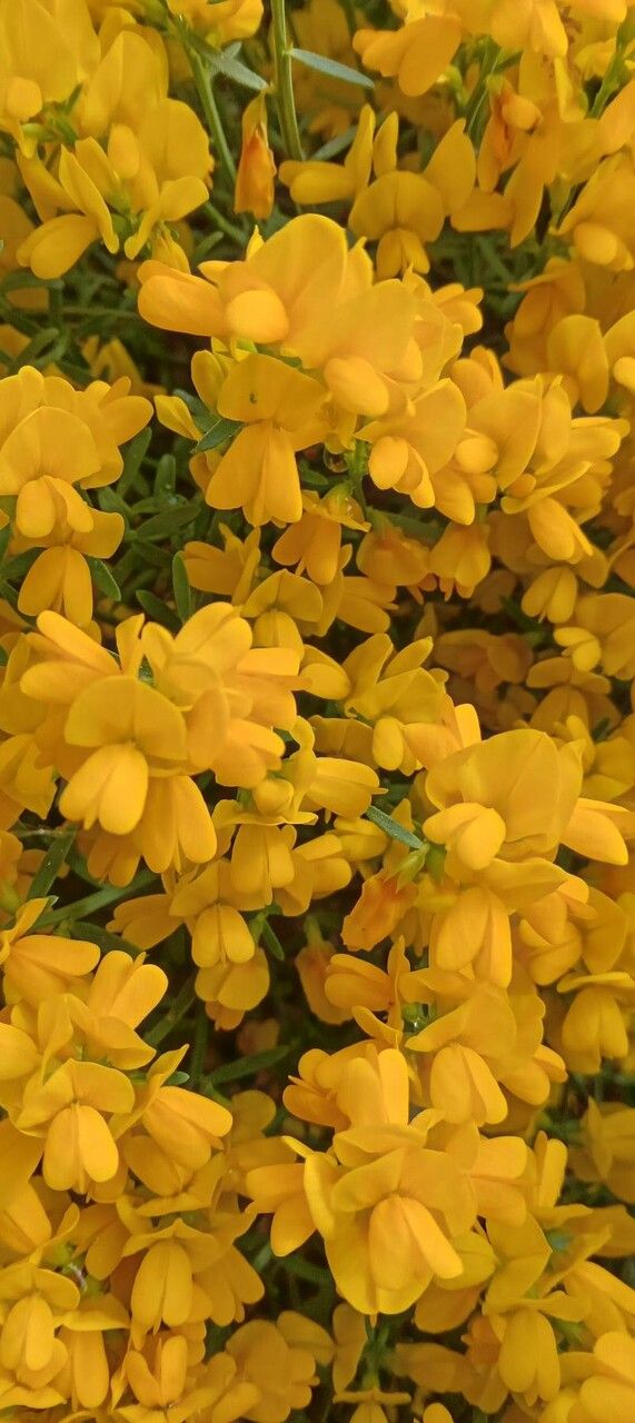 Genista lydia flower