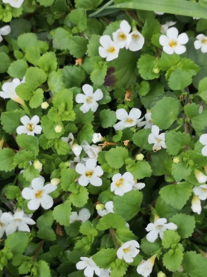 Bacopa repens flower