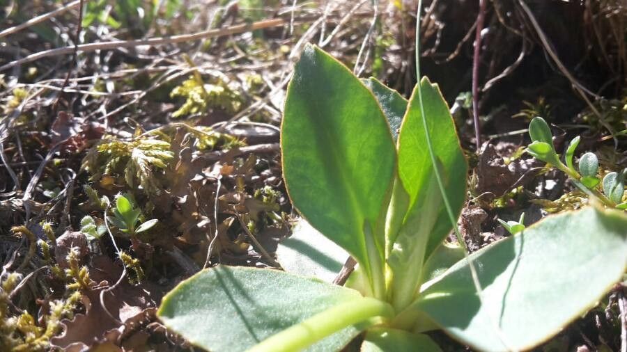 Primula pedemontana leaf