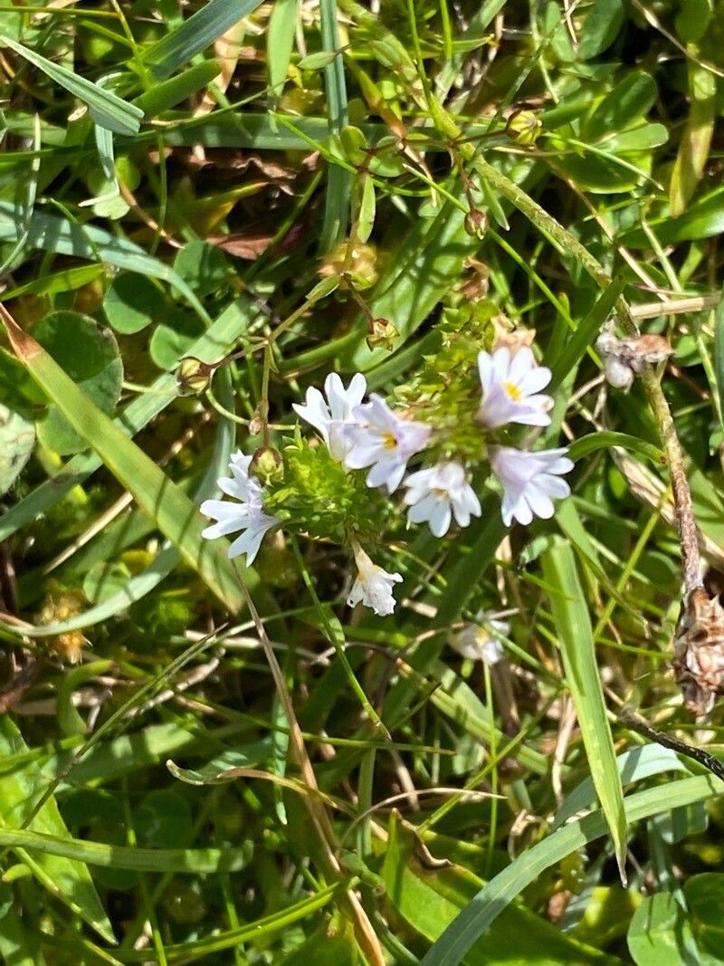 Euphrasia nemorosa flower