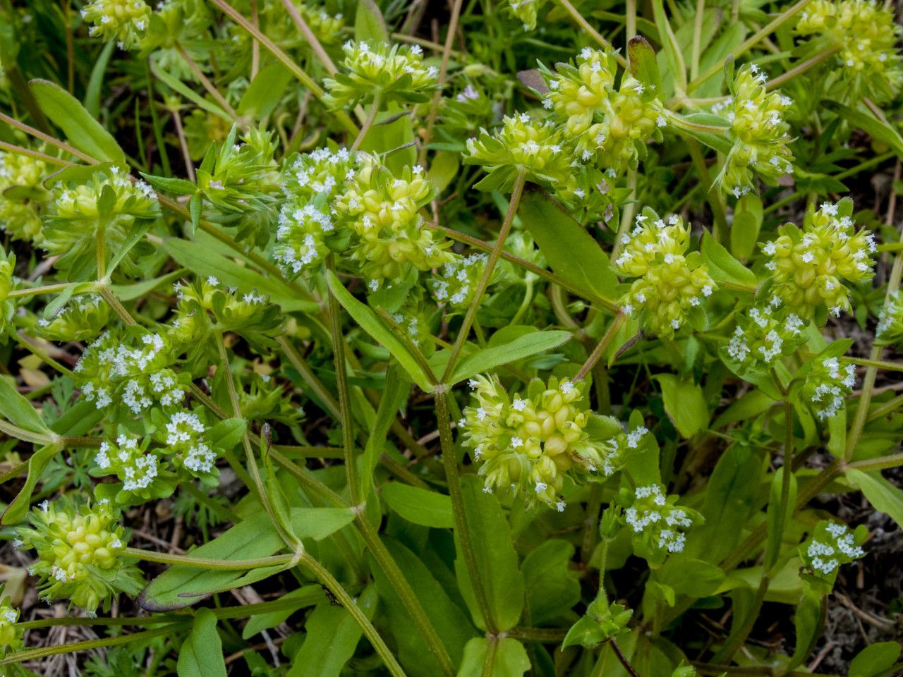Valerianella costata flower