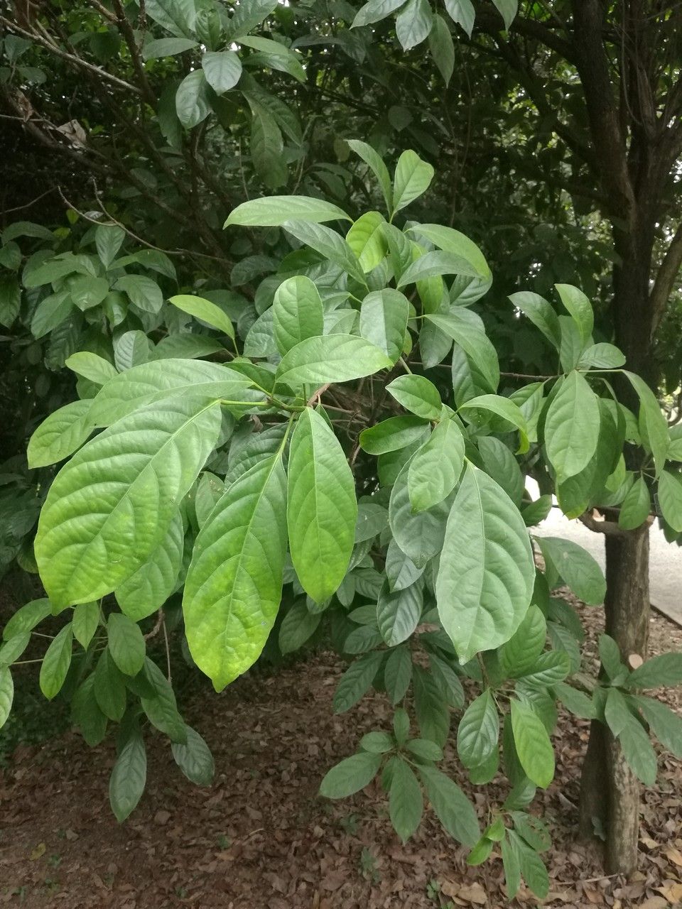 Baccaurea ramiflora leaf