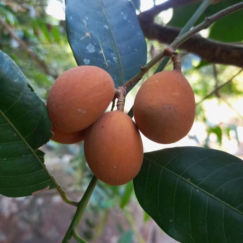 Aglaia korthalsii fruit