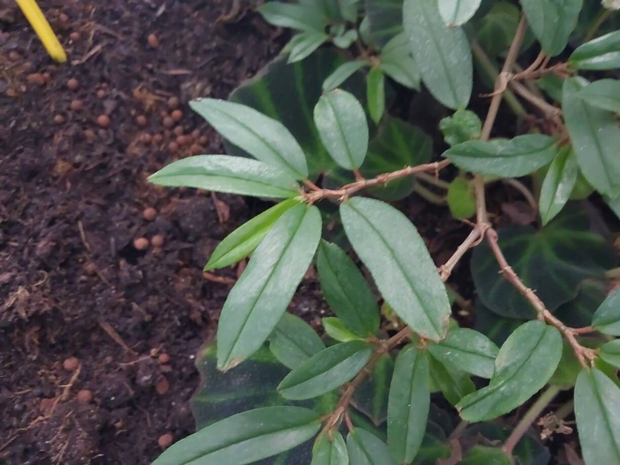 Begonia stenophylla — houseplant care guide