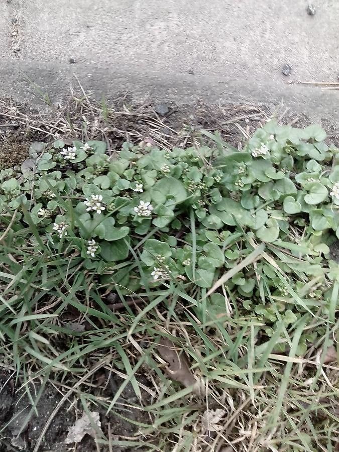 Cochlearia groenlandica — search result for 'and Greenland'