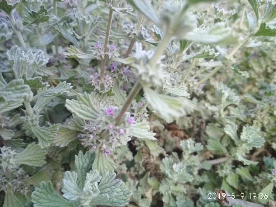 Marrubium alysson flower