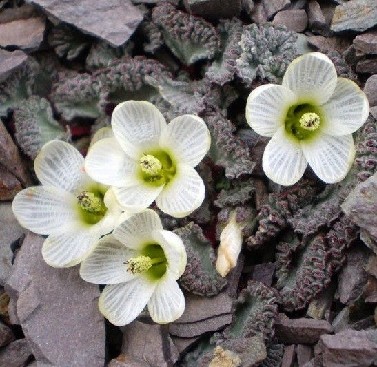 Nototriche obcuneata flower