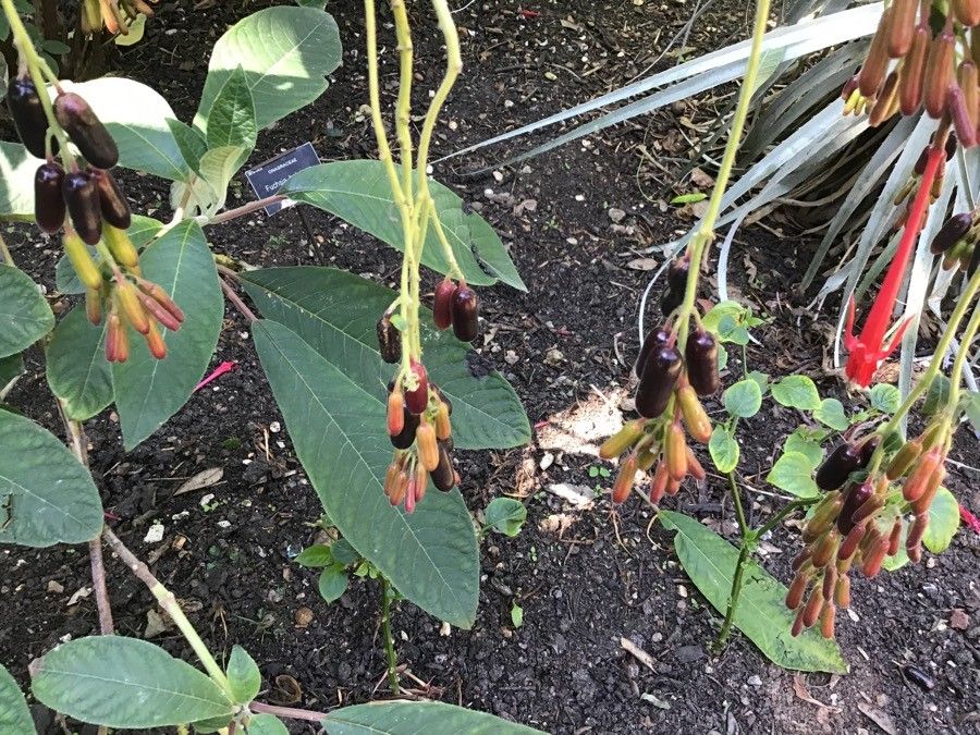 Fuchsia boliviana fruit