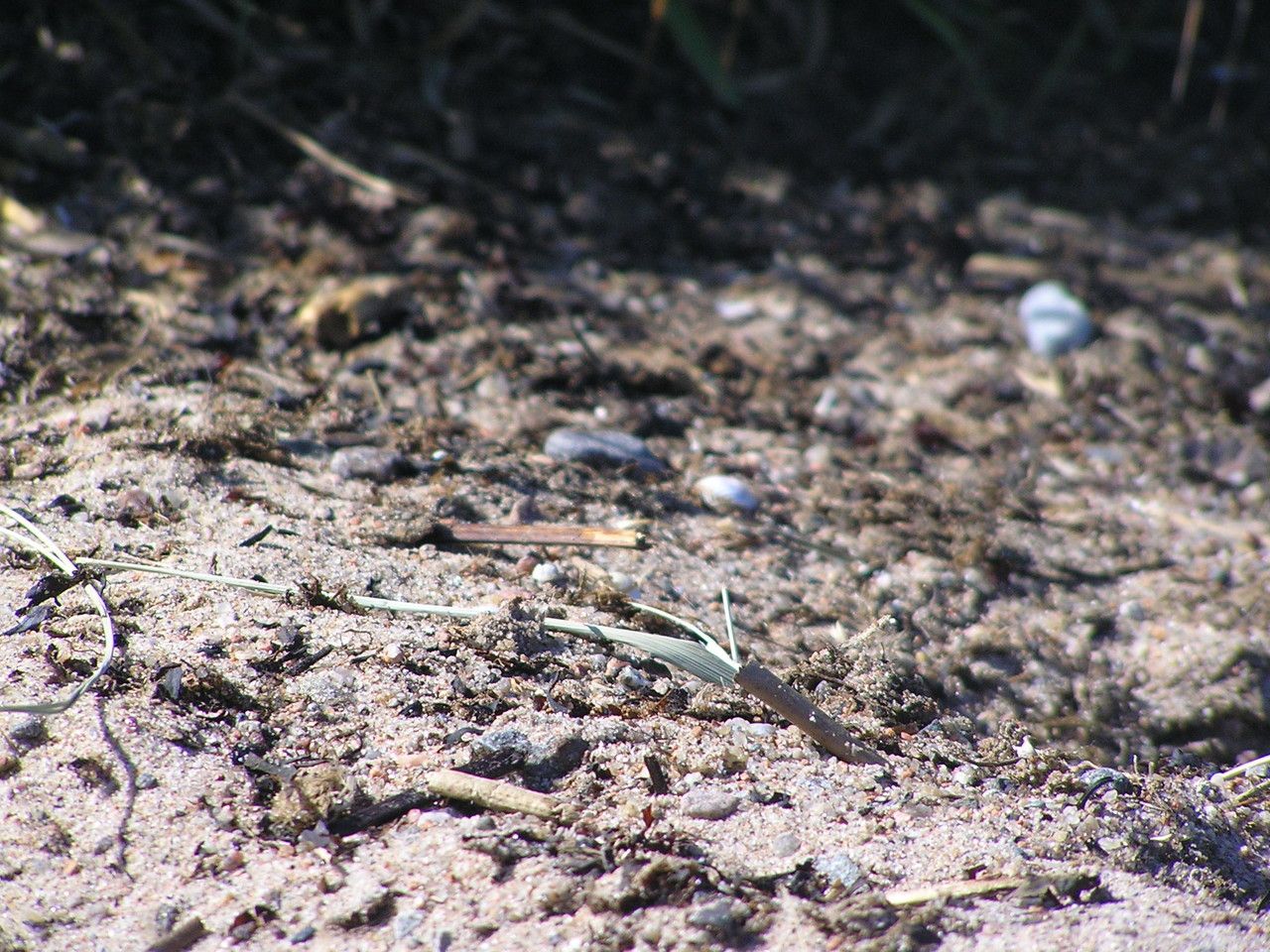 Phleum arenarium leaf