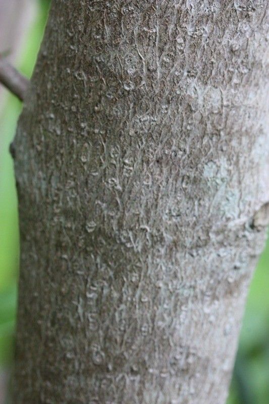 Olea lancea bark
