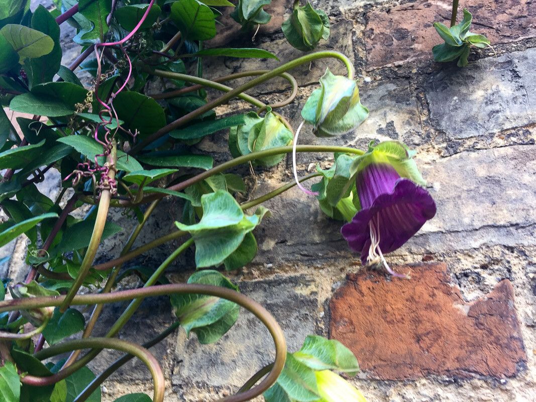Cobaea scandens fruit