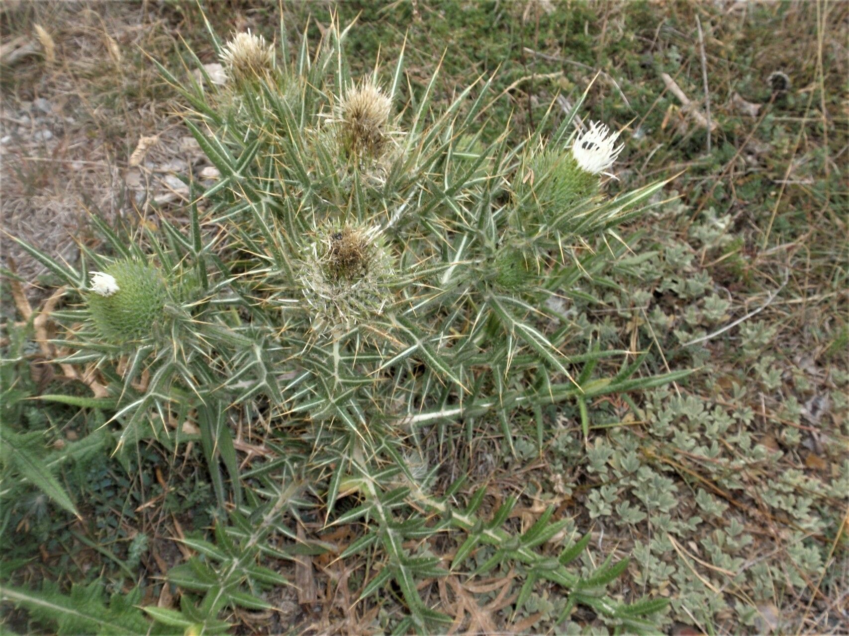 Cirsium richterianum flower
