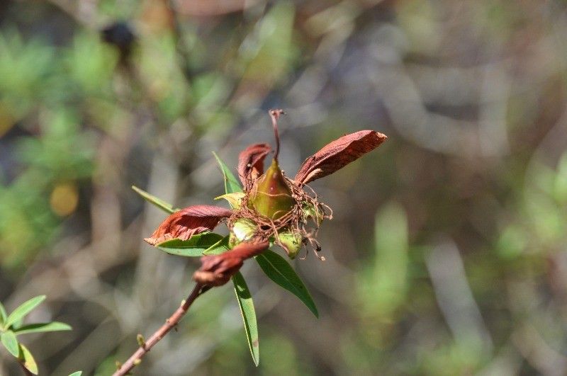 Hypericum lanceolatum fruit