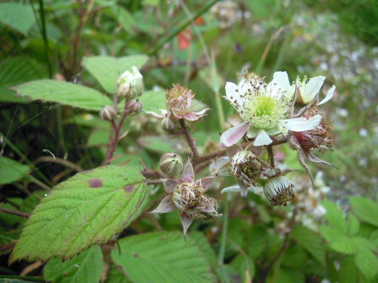 Rubus coombensis other