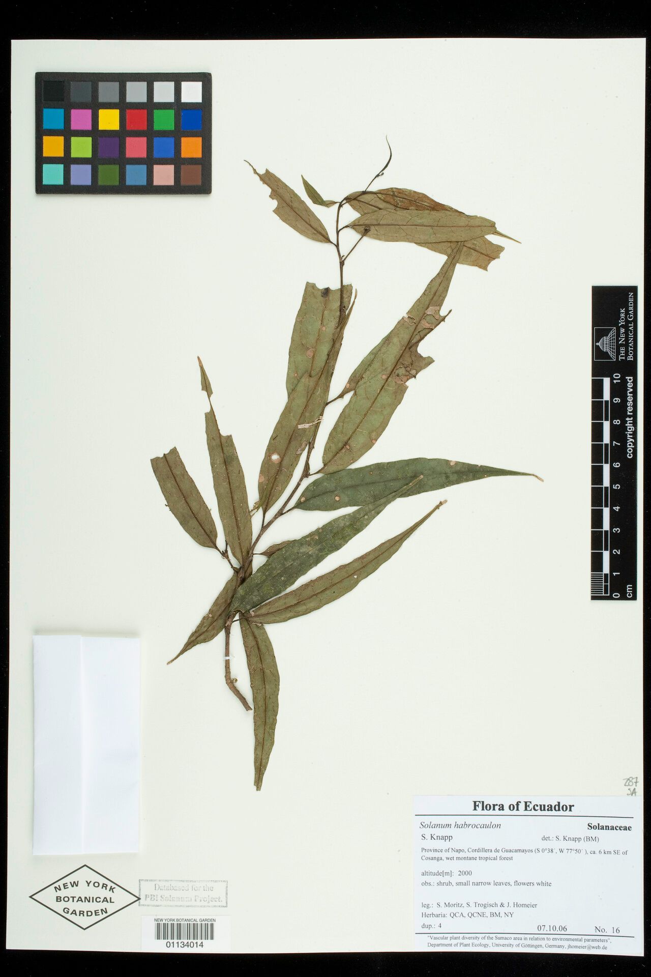 Solanum habrocaulon — houseplant care guide