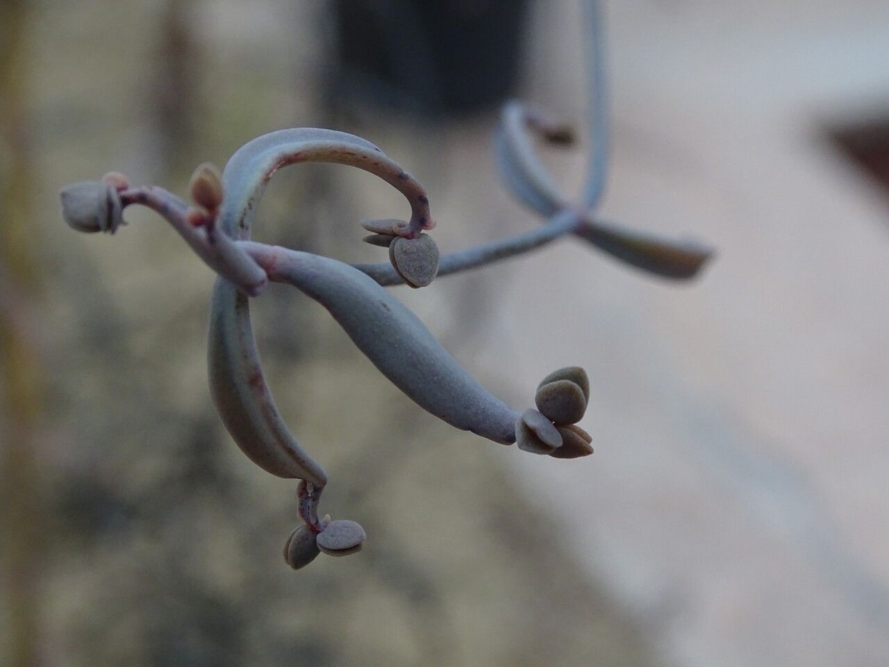 Kalanchoe beauverdii leaf