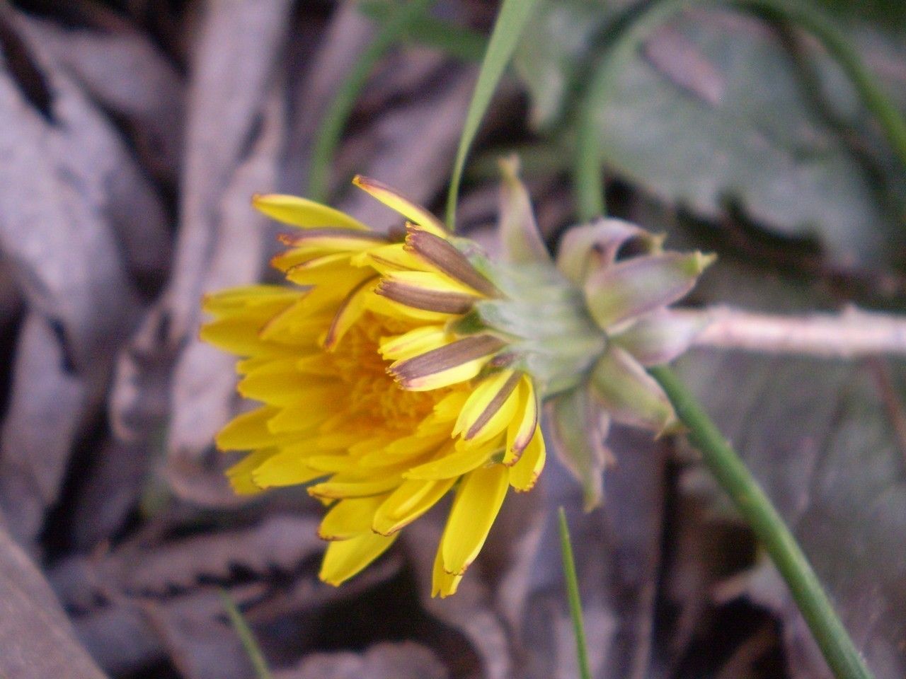 Taraxacum ochrocarpum flower