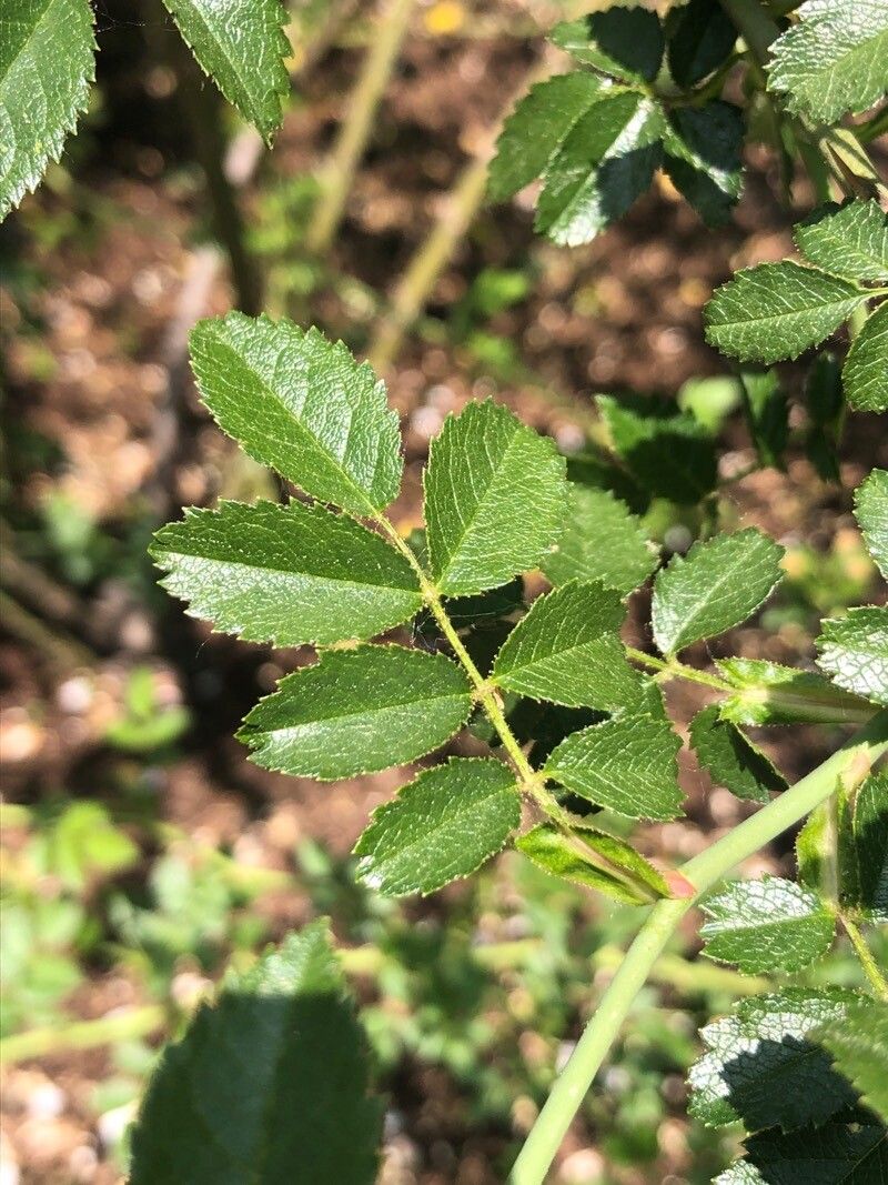 Rosa deseglisei — houseplant care guide