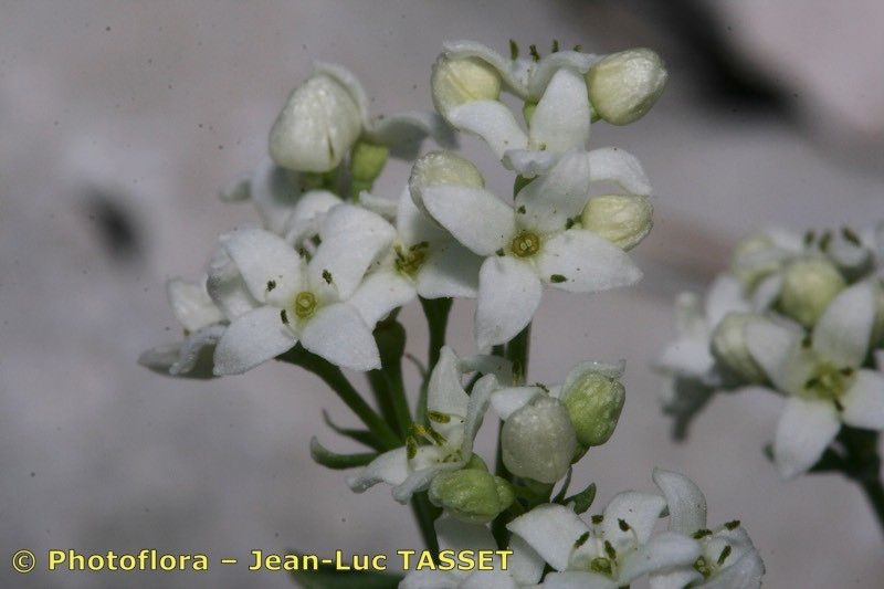 Galium saxosum flower