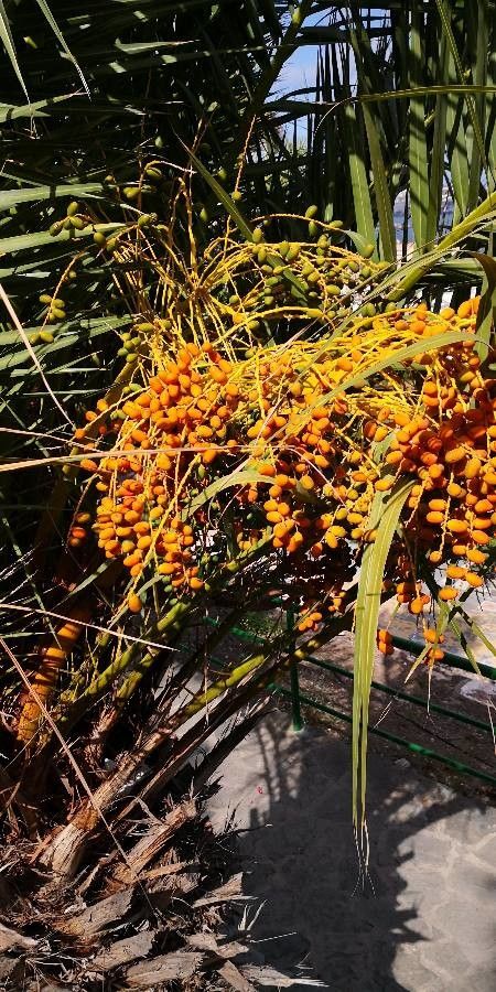 Phoenix canariensis fruit
