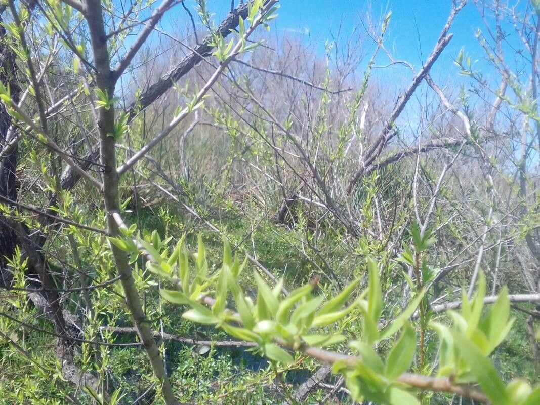 Salix laevigata leaf