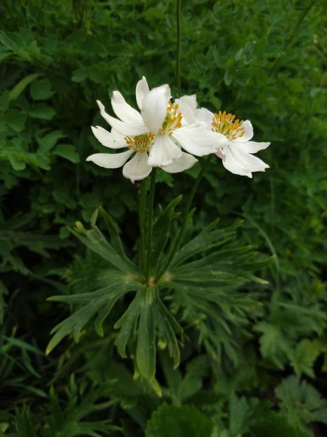 Anemonastrum narcissiflorum flower