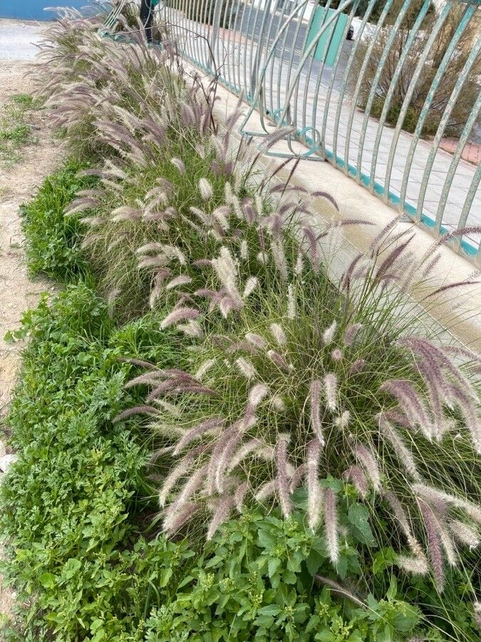 Cenchrus setaceus fruit