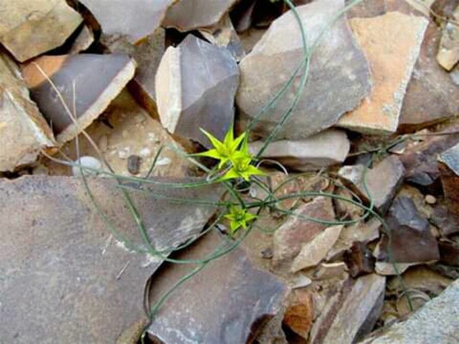 Gagea reticulata — search result for 'Gagea'