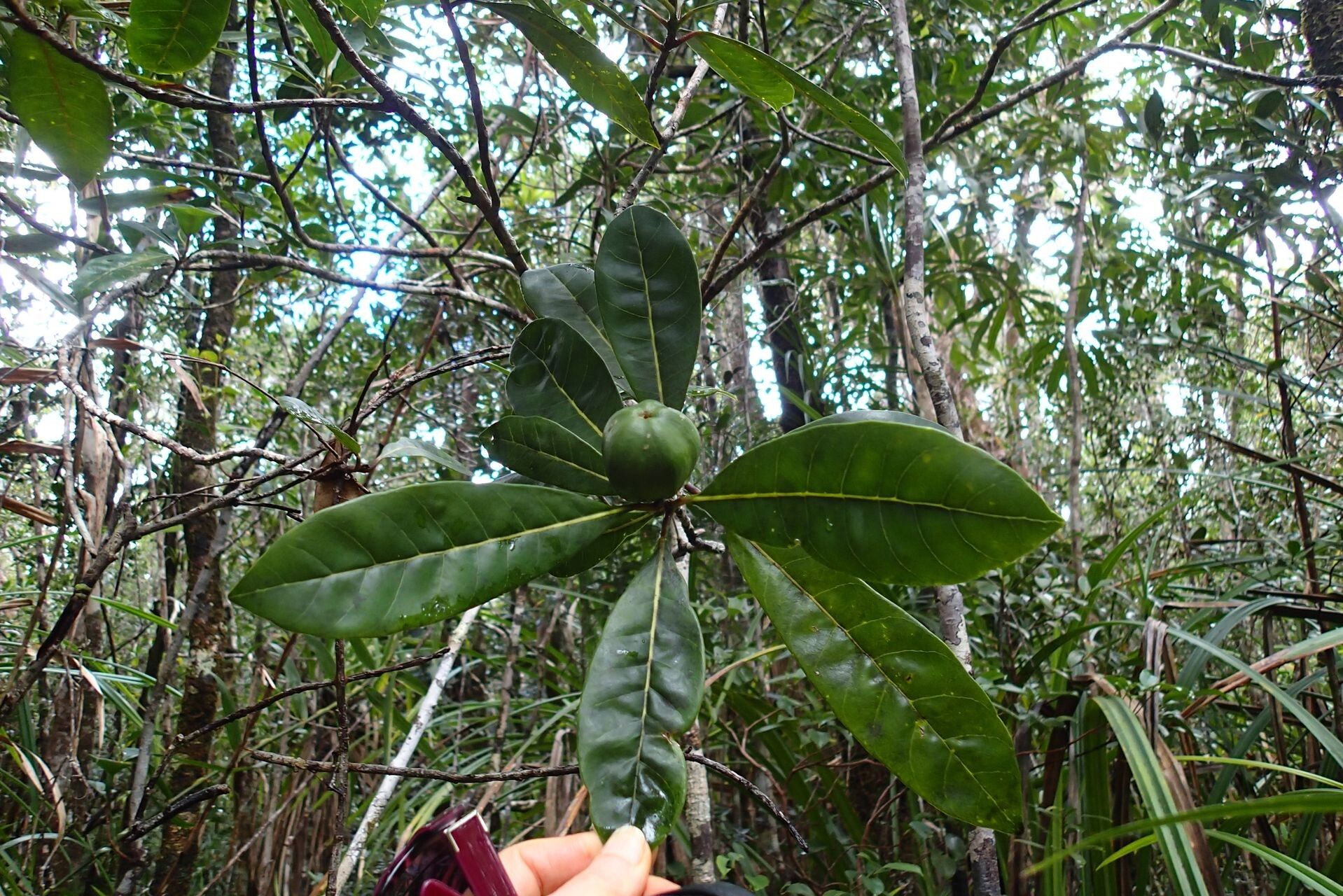 Planchonella laetevirens leaf